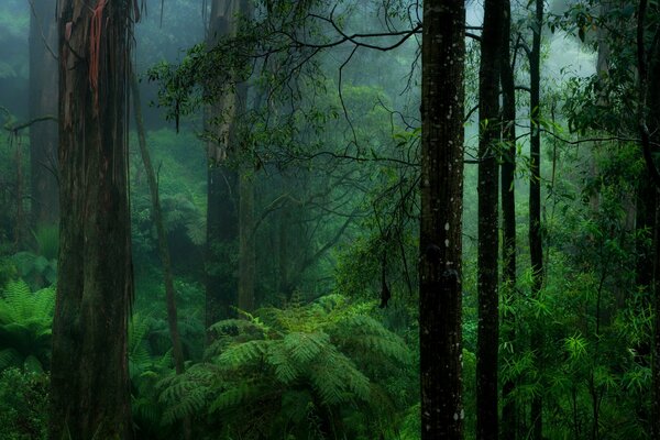 Image of a dark green forest, ferns in the mist of the forest