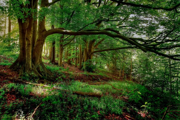 Forêt vert vif