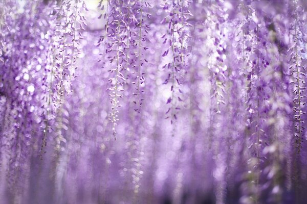 La naturaleza primaveral fascina con una belleza floreciente