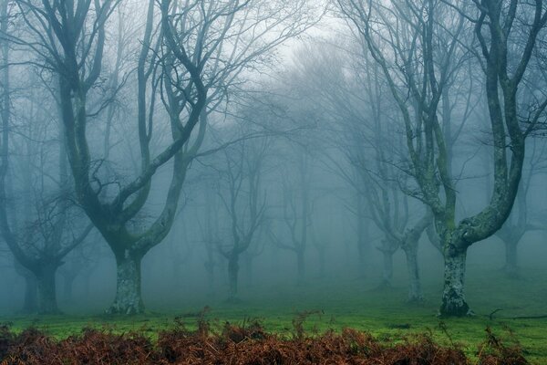 Foresta cupa nella nebbia