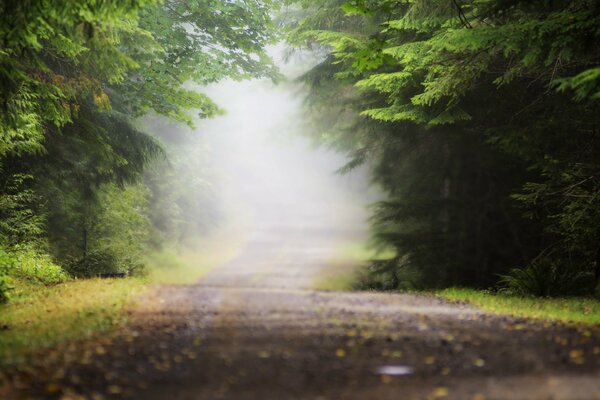 Una lunga strada nella nebbia mattutina