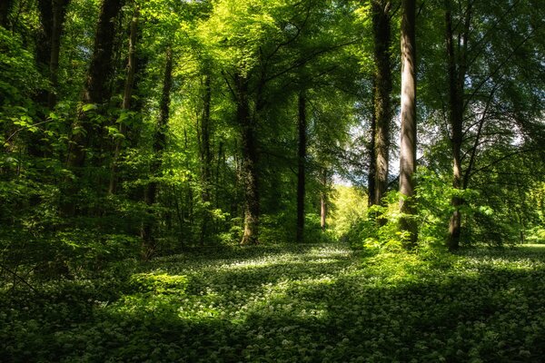 Saftige Grüns im zeitigen Frühling