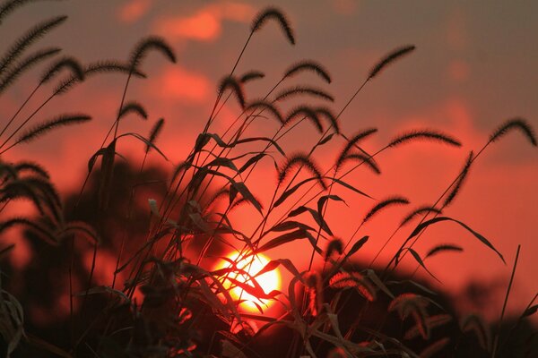 Spikelets of grass at sunrise