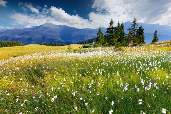 Grüne Lichtung mit weißen Blumen auf dem Hintergrund von Bergen und Wäldern