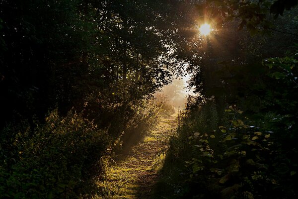 Sentiero forestale che conduce a una radura soleggiata