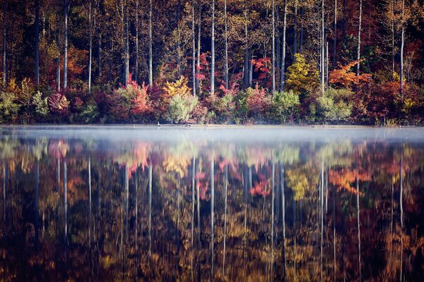 Reflejo preciso de los árboles en el agua