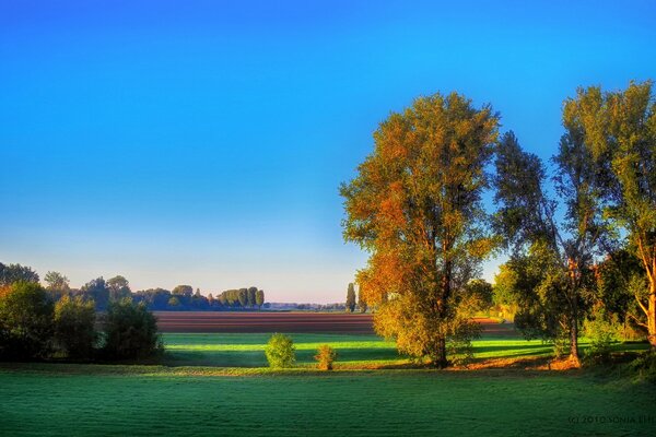 Morning over the forest autumn glade