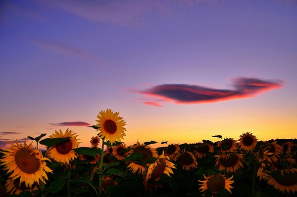 Summer sunset on the background of sunflowers