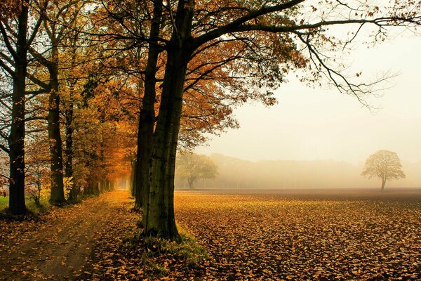 Strada attraverso la caduta delle foglie degli alberi autunnali