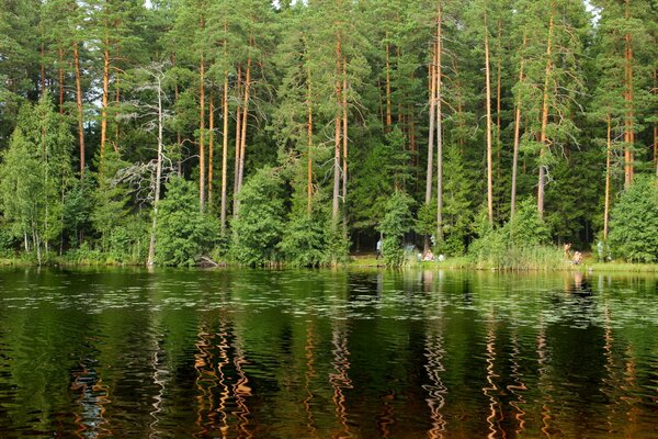 St. Petersburger Wald mit schönen Bäumen