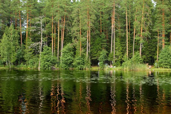 St. Petersburg forest with beautiful trees