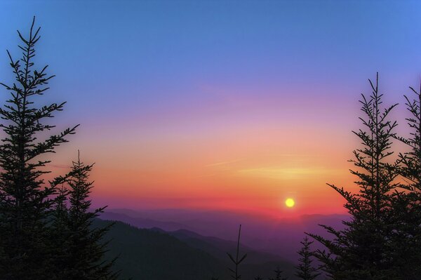 Sunrise in the spruce forest