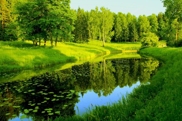 Green leaves floating on the river