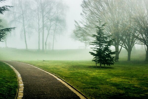 A path in a green foggy park