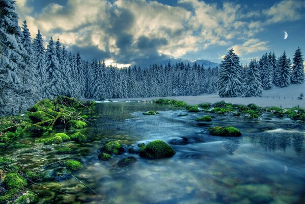 Snow-covered fir trees on the river bank