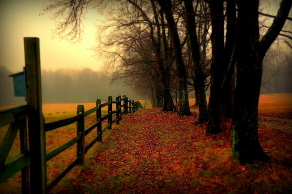 The road p role showered with leaves in autumn