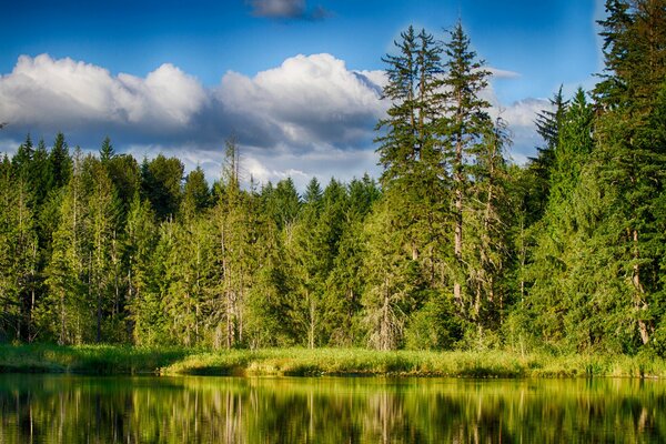 Grands pins se reflétant dans la surface du lac