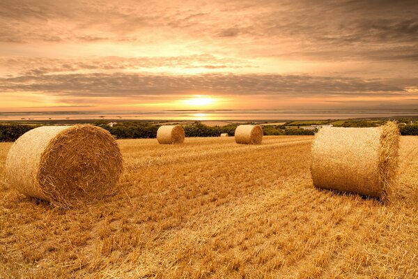 Campo con pacas de trigo al atardecer