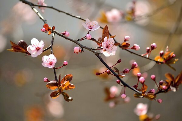 Kwiaty na drzewie. Japońska Sakura