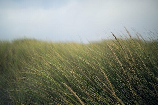 Spikelets of a green field in summer