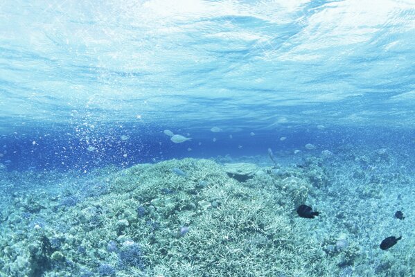 Underwater landscape with plants and fish