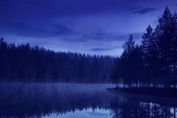 Evening forest on the background of the river