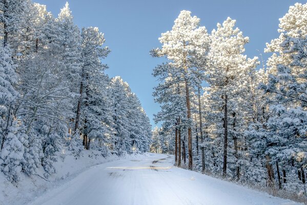 Snow-covered road in the middle of the forest