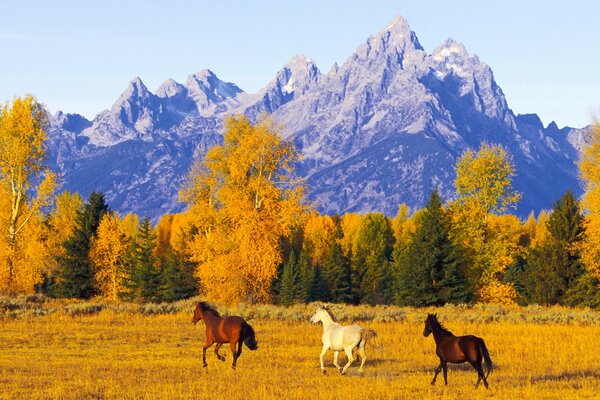 Photo nature horses galloping in the field