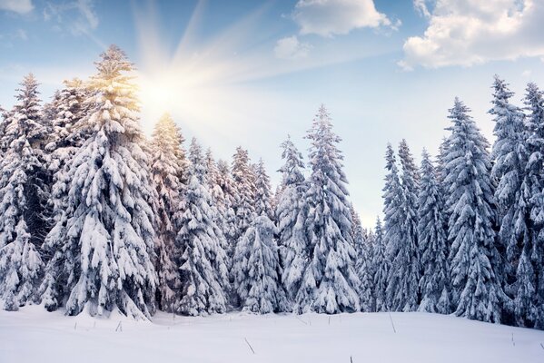 Winter forest among the sun rays