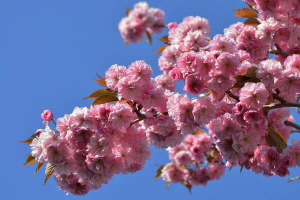 Un bellissimo ramo di ciliegio giapponese Sakura fiorisce