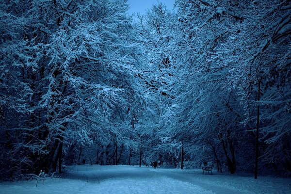 The road in the winter park at night