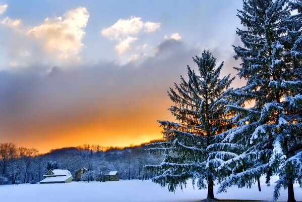 Paysage d hiver avec des arbres et le ciel