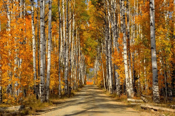 The road in the autumn forest among the birches