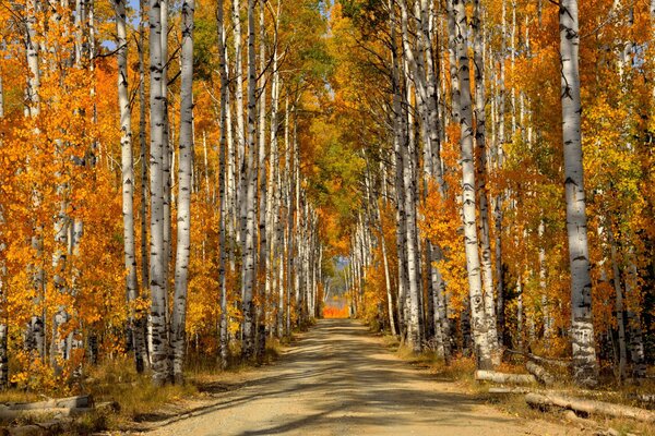 Droga w jesiennym lesie wśród brzóz