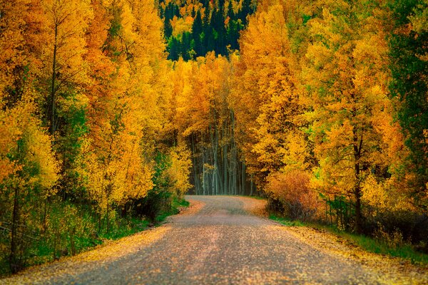 La strada è molto dove ogni albero ha cambiato il vestito verde in oro e si è allineato in una danza rotonda vicino alla carreggiata inondandola d oro