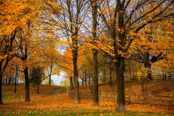 Autumn park covered with fallen leaves