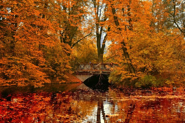 Río a través de un puente en el bosque de otoño