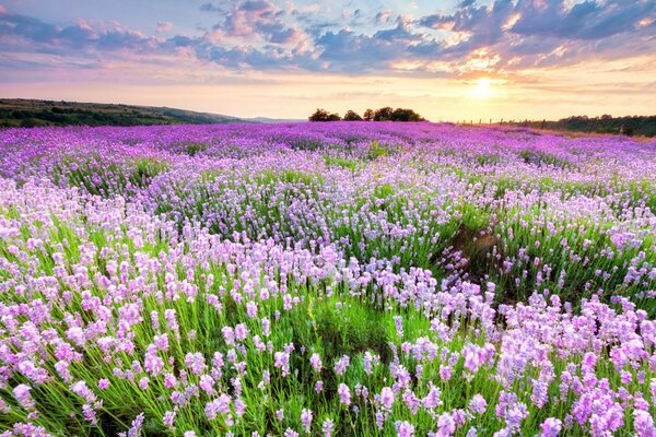 Pink and purple carpet of wildflowers