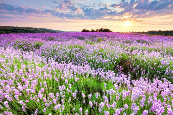 Розово-фиолетовый ковер из полевых цветов