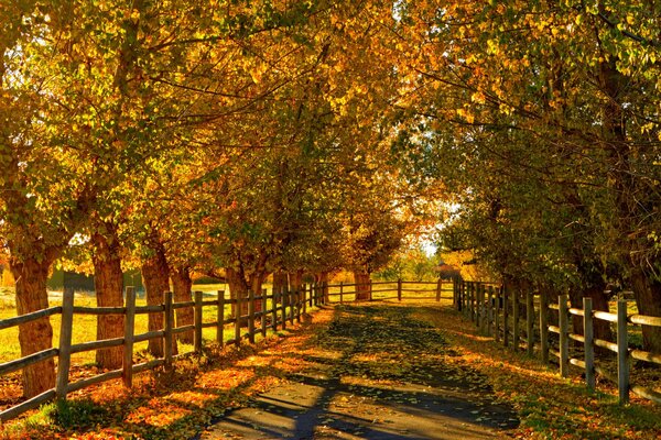 Colorido parque de oro en la época de otoño