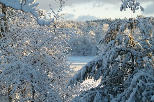 Winterschneebäume unter Fneb