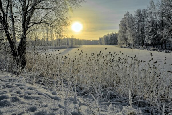 Frozen reeds on a snowy river