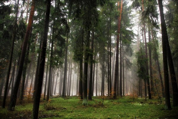 Mgła w iglastym jesiennym lesie