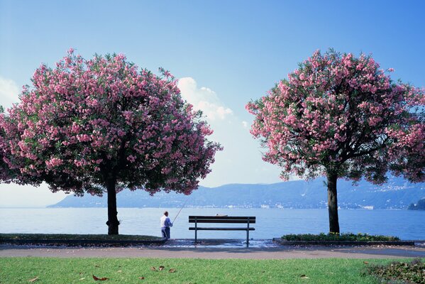 Foto von Sakura in der Blüte des Sees