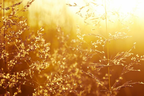 Herbe des champs sur fond de coucher de soleil