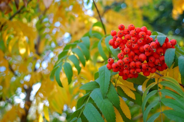 Autumn yellow leaves with berries