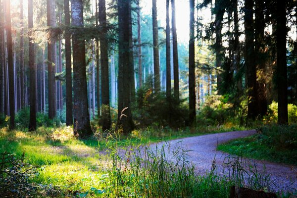 Route forestière en été tôt le matin