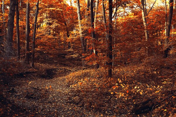 Sentiero coperto di fogliame nella foresta