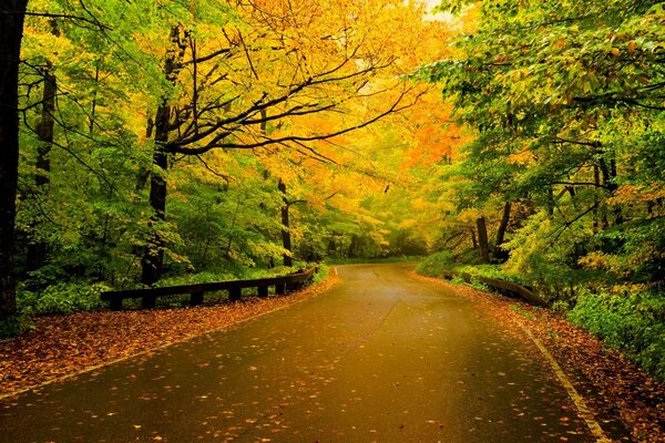 Bunte Straße in herbstlichen Farben