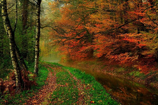 Foresta autunnale con fiume lungo il sentiero